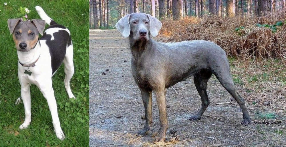 Slovensky Hrubosrsty Stavac vs Brazilian Terrier - Breed Comparison