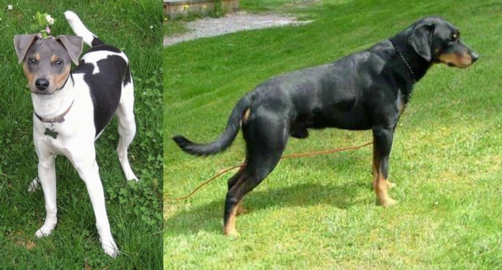 Smalandsstovare vs Brazilian Terrier - Breed Comparison