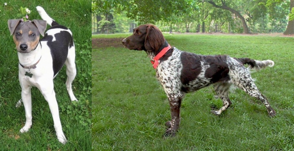 Small Munsterlander vs Brazilian Terrier - Breed Comparison