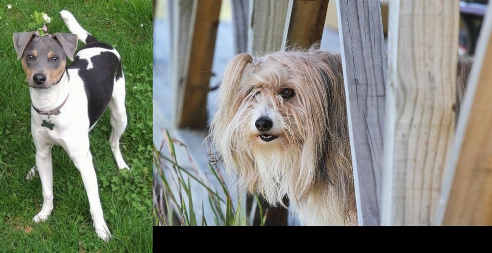 Smithfield vs Brazilian Terrier - Breed Comparison