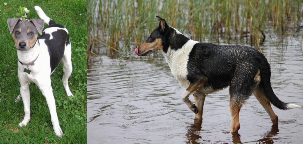 Smooth Collie vs Brazilian Terrier - Breed Comparison