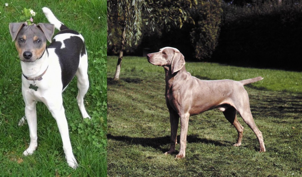 Smooth Haired Weimaraner vs Brazilian Terrier - Breed Comparison