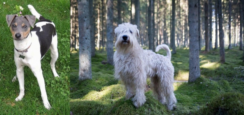 Soft-Coated Wheaten Terrier vs Brazilian Terrier - Breed Comparison