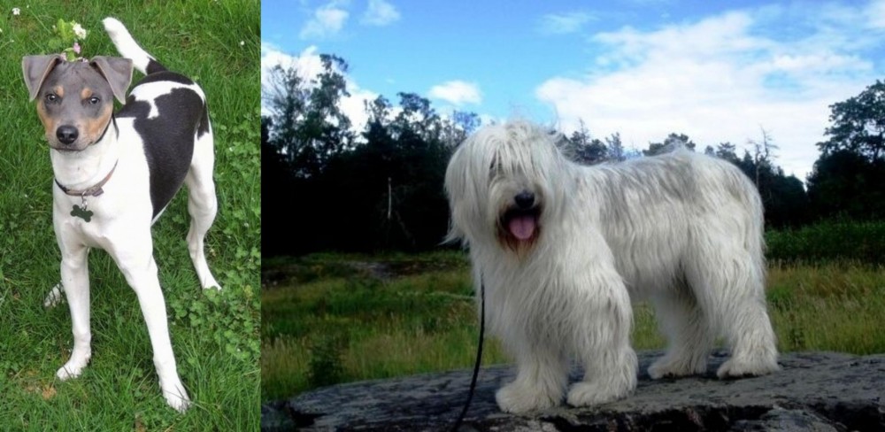 South Russian Ovcharka vs Brazilian Terrier - Breed Comparison