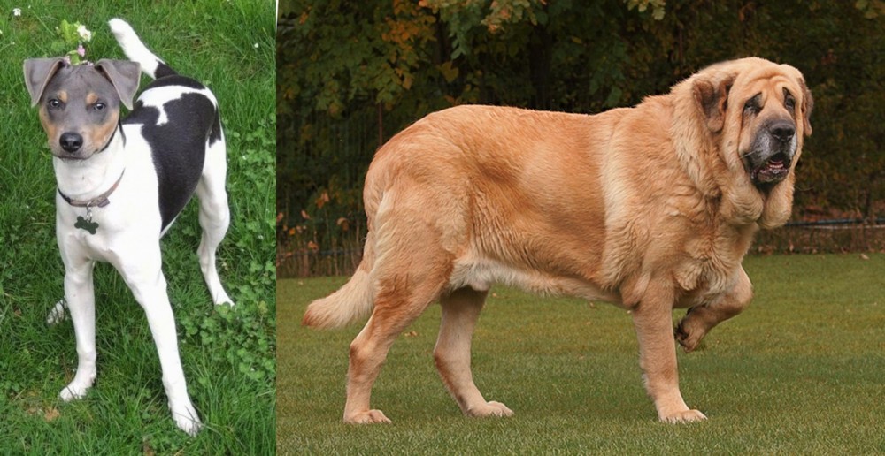 Spanish Mastiff vs Brazilian Terrier - Breed Comparison