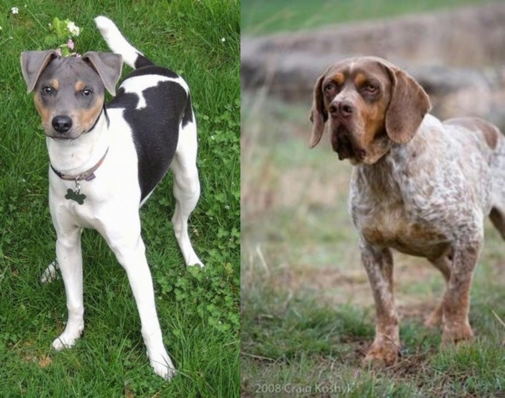 Spanish Pointer vs Brazilian Terrier - Breed Comparison