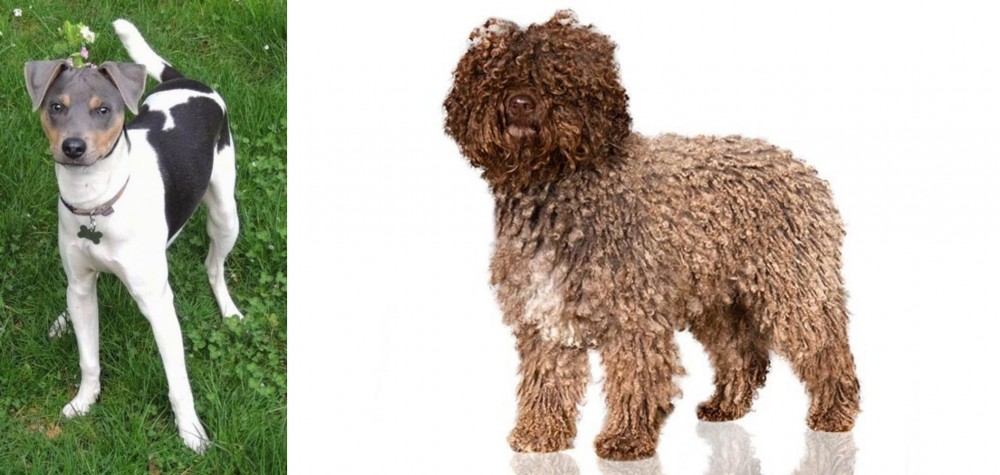 Spanish Water Dog vs Brazilian Terrier - Breed Comparison