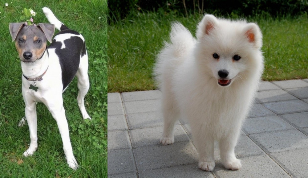 Spitz vs Brazilian Terrier - Breed Comparison