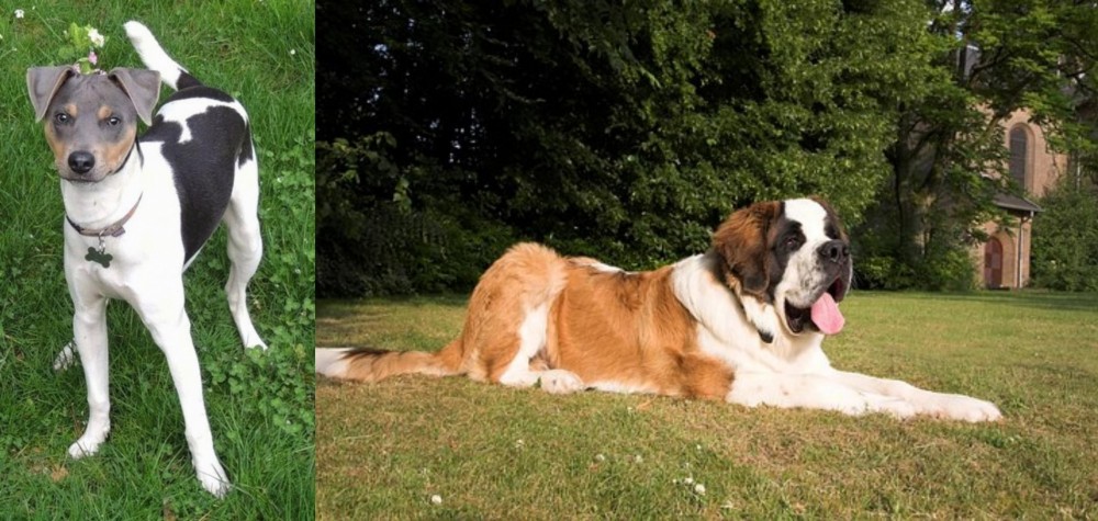 St. Bernard vs Brazilian Terrier - Breed Comparison