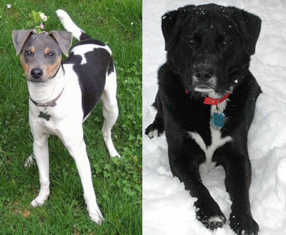 St. John's Water Dog vs Brazilian Terrier - Breed Comparison