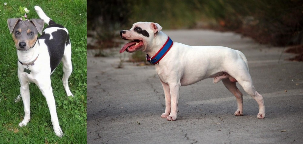Staffordshire Bull Terrier vs Brazilian Terrier - Breed Comparison