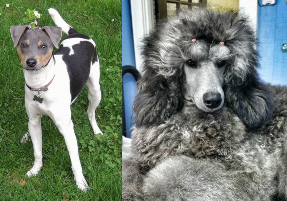 Standard Poodle vs Brazilian Terrier - Breed Comparison