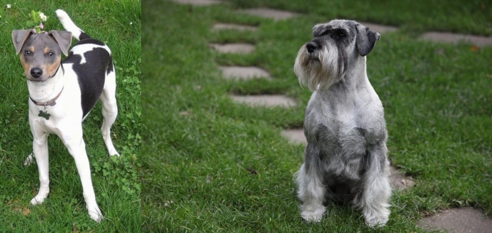 Standard Schnauzer vs Brazilian Terrier - Breed Comparison