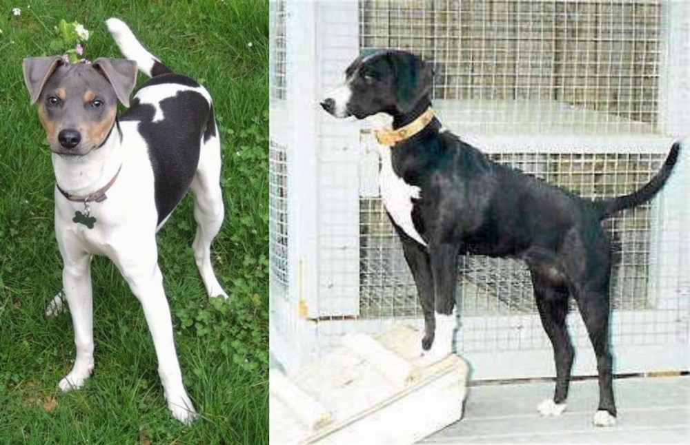Stephens Stock vs Brazilian Terrier - Breed Comparison