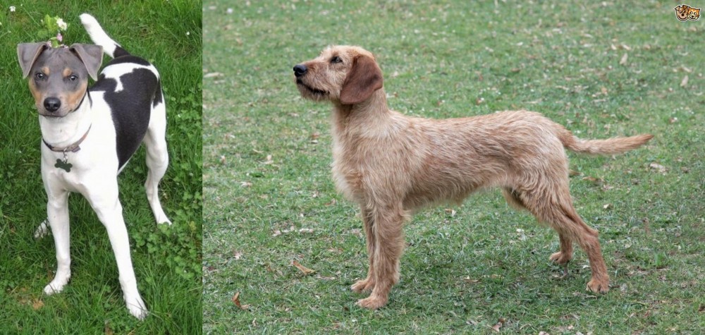 Styrian Coarse Haired Hound vs Brazilian Terrier - Breed Comparison
