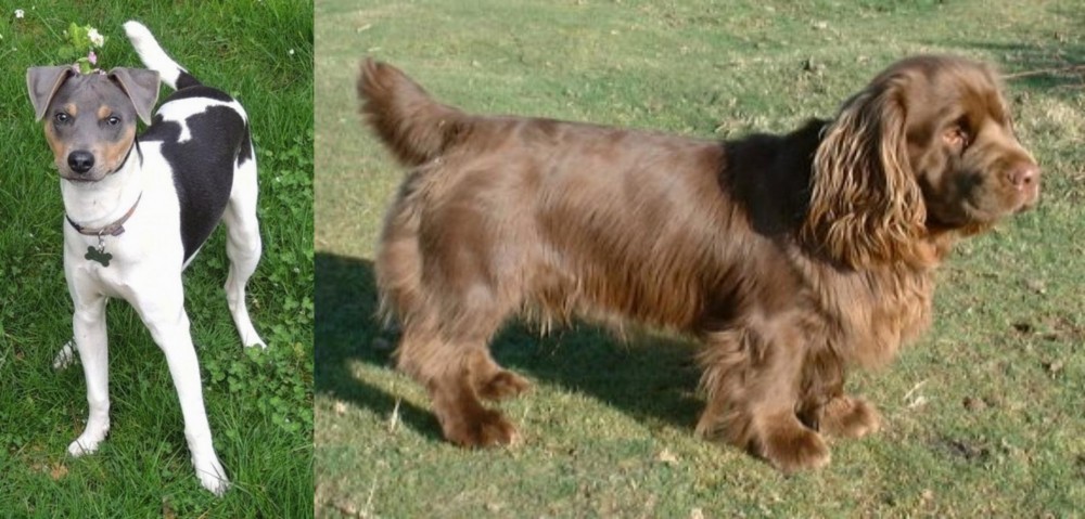 Sussex Spaniel vs Brazilian Terrier - Breed Comparison