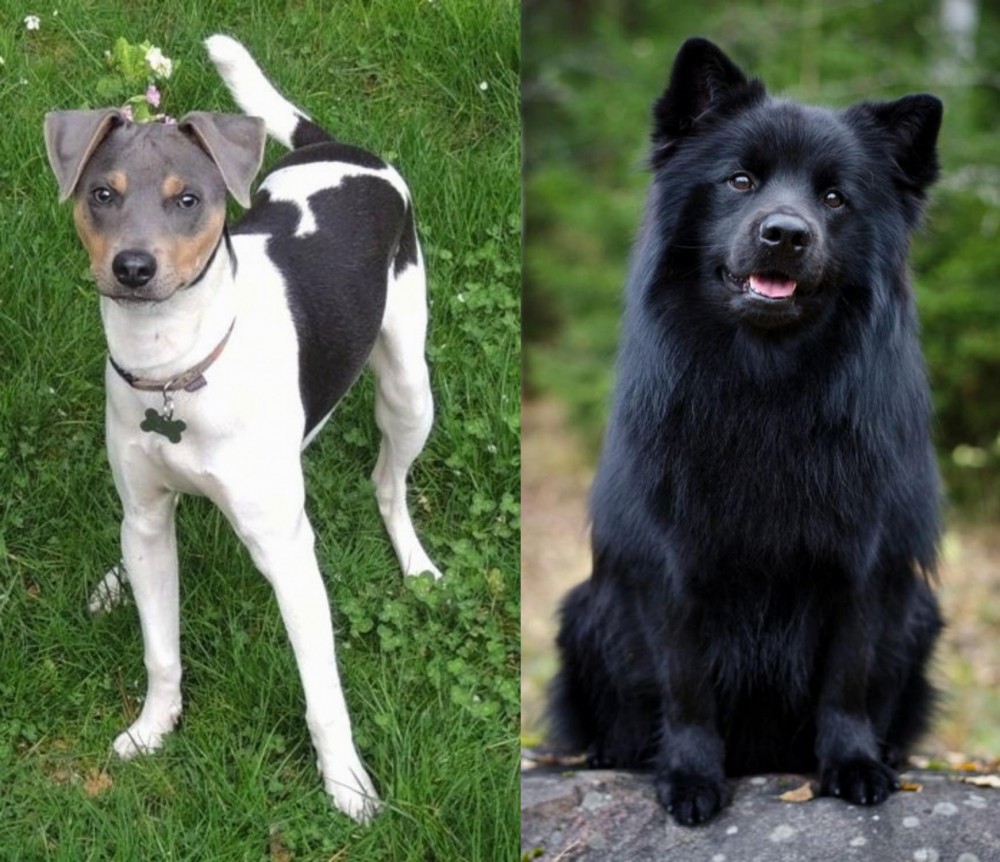 Swedish Lapphund vs Brazilian Terrier - Breed Comparison