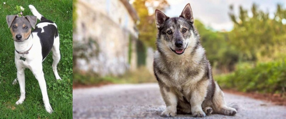 Swedish Vallhund vs Brazilian Terrier - Breed Comparison