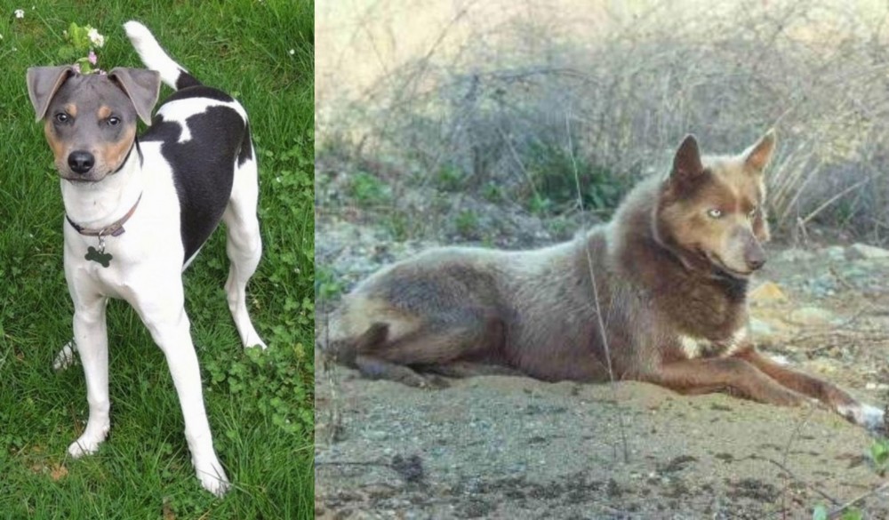 Tahltan Bear Dog vs Brazilian Terrier - Breed Comparison