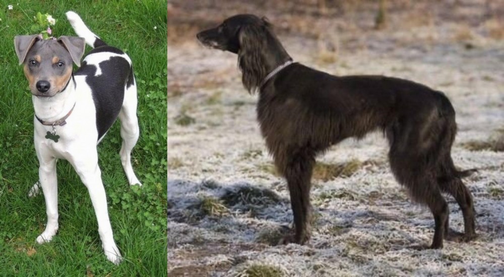 Taigan vs Brazilian Terrier - Breed Comparison