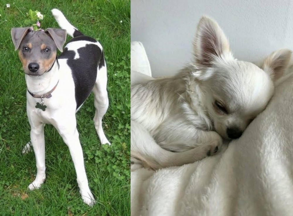 Tea Cup Chihuahua vs Brazilian Terrier - Breed Comparison
