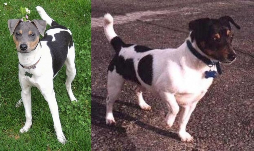 Teddy Roosevelt Terrier vs Brazilian Terrier - Breed Comparison