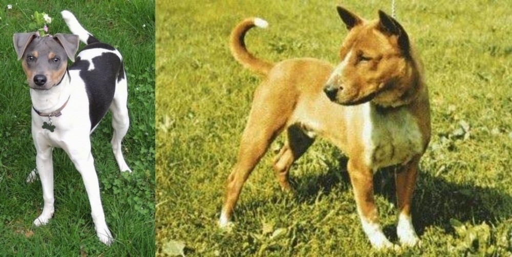 Telomian vs Brazilian Terrier - Breed Comparison