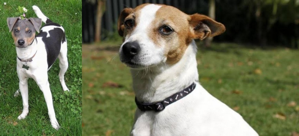 Tenterfield Terrier vs Brazilian Terrier - Breed Comparison