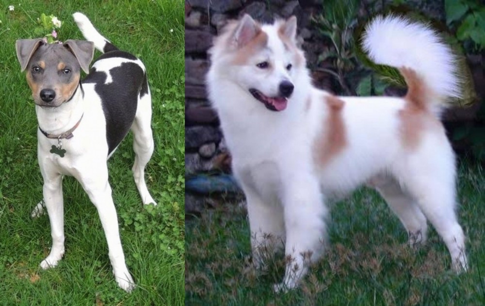 Thai Bangkaew vs Brazilian Terrier - Breed Comparison