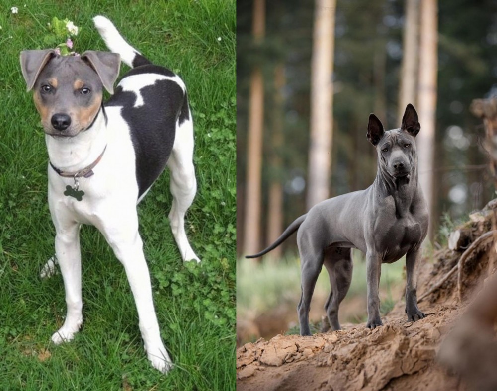 Thai Ridgeback vs Brazilian Terrier - Breed Comparison