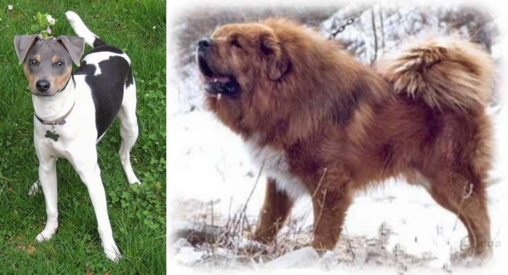 Tibetan Kyi Apso vs Brazilian Terrier - Breed Comparison