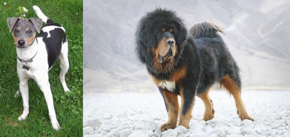 Tibetan Mastiff vs Brazilian Terrier - Breed Comparison