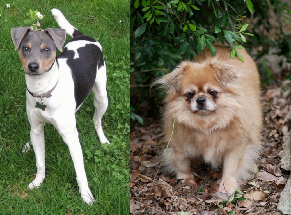 Tibetan Spaniel vs Brazilian Terrier - Breed Comparison