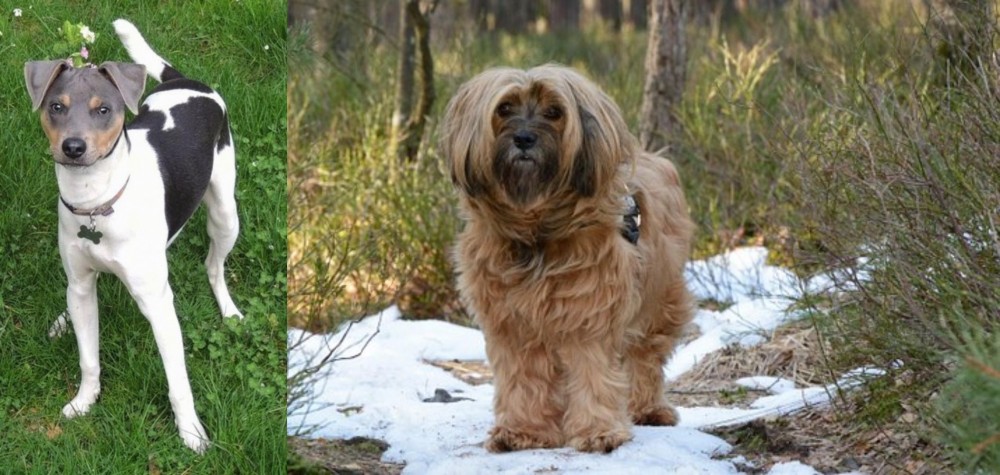 Tibetan Terrier vs Brazilian Terrier - Breed Comparison