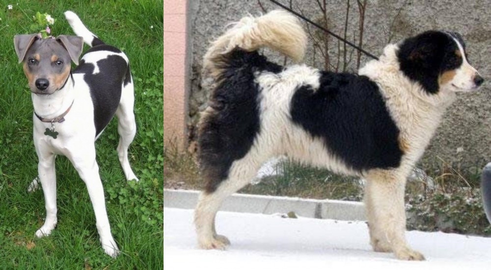 Tornjak vs Brazilian Terrier - Breed Comparison