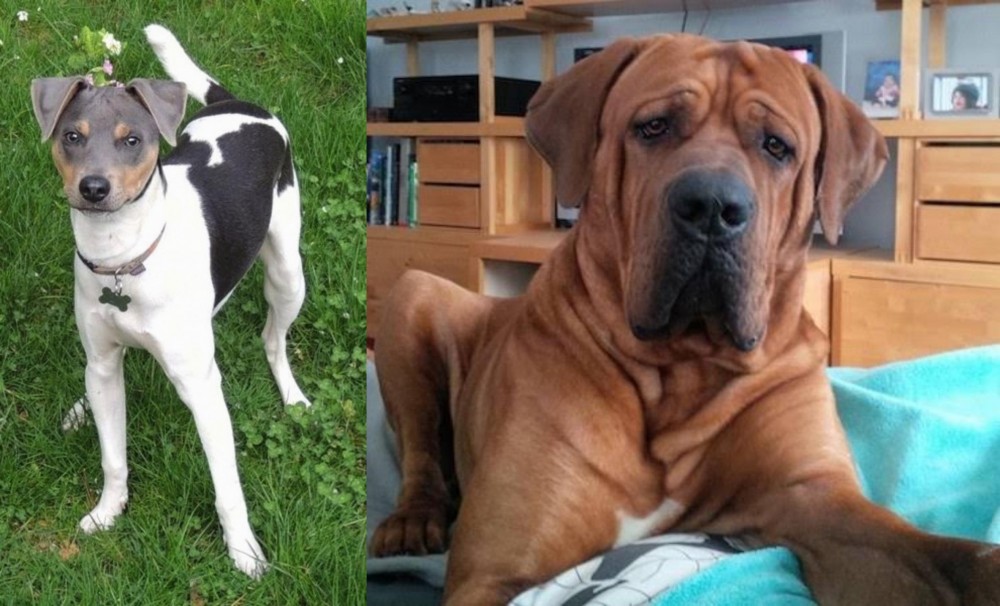 Tosa vs Brazilian Terrier - Breed Comparison