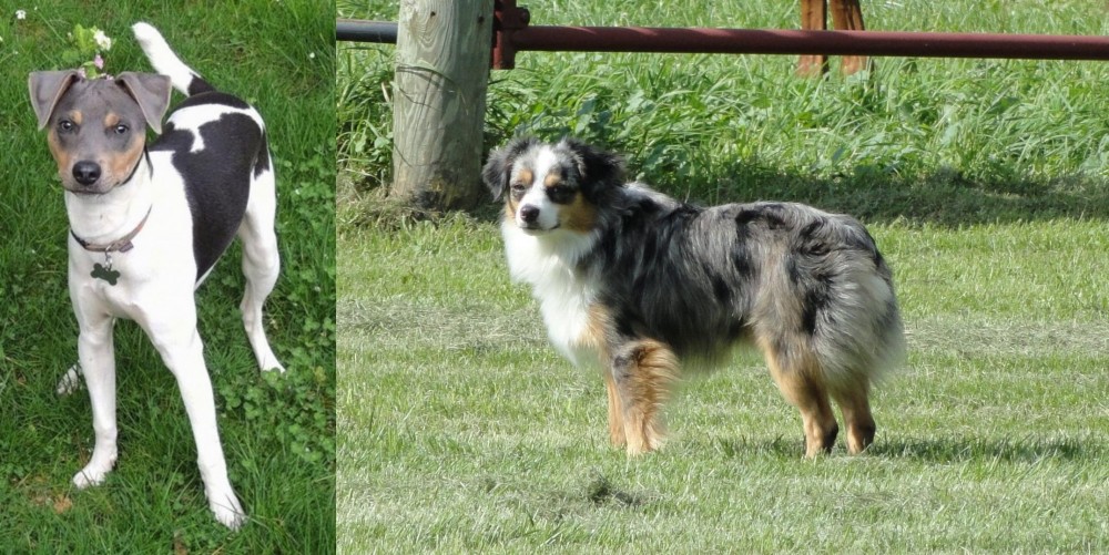Toy Australian Shepherd vs Brazilian Terrier - Breed Comparison