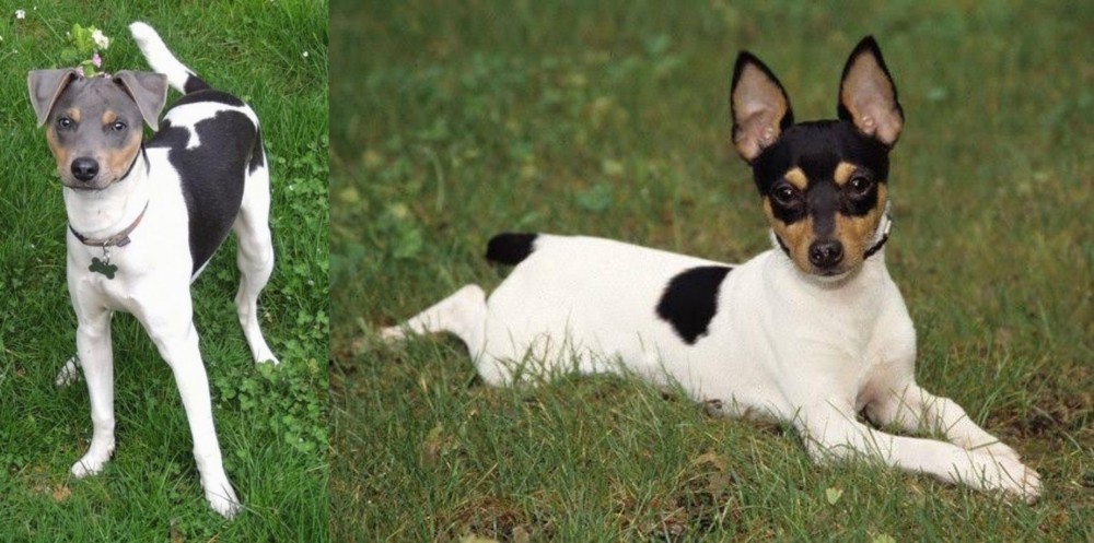 Toy Fox Terrier vs Brazilian Terrier - Breed Comparison