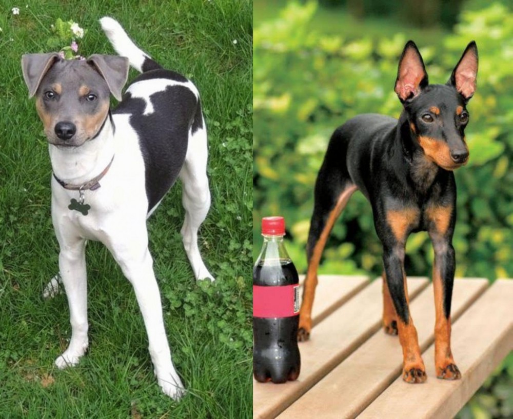 Toy Manchester Terrier vs Brazilian Terrier - Breed Comparison