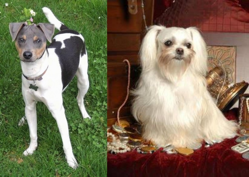 Toy Mi-Ki vs Brazilian Terrier - Breed Comparison