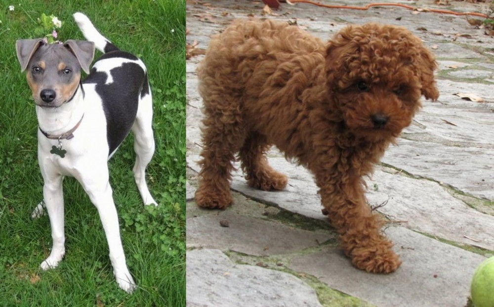 Toy Poodle vs Brazilian Terrier - Breed Comparison