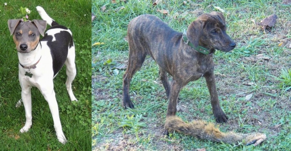 Treeing Cur vs Brazilian Terrier - Breed Comparison