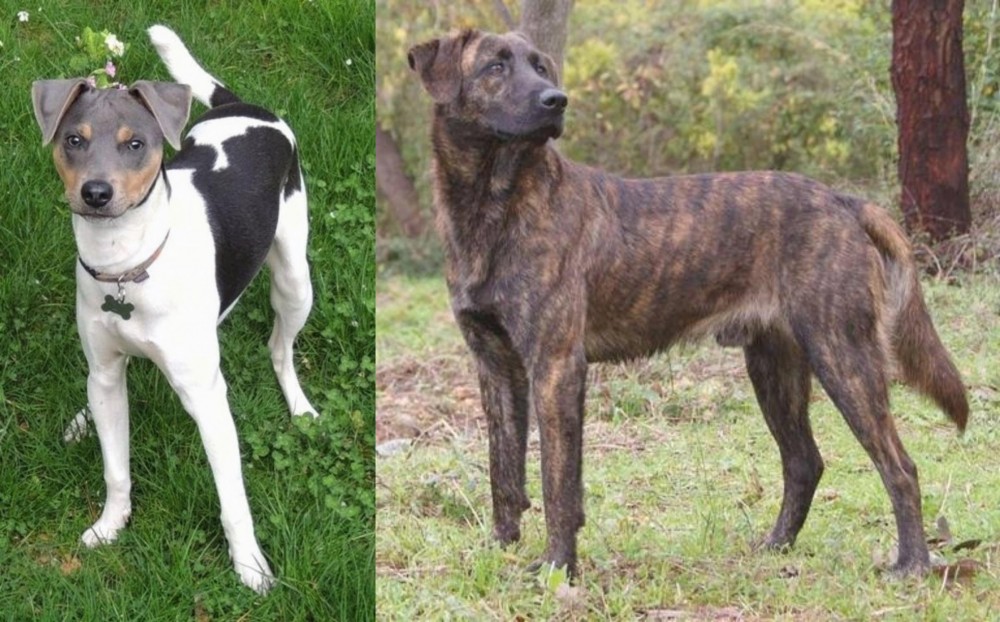 Treeing Tennessee Brindle vs Brazilian Terrier - Breed Comparison