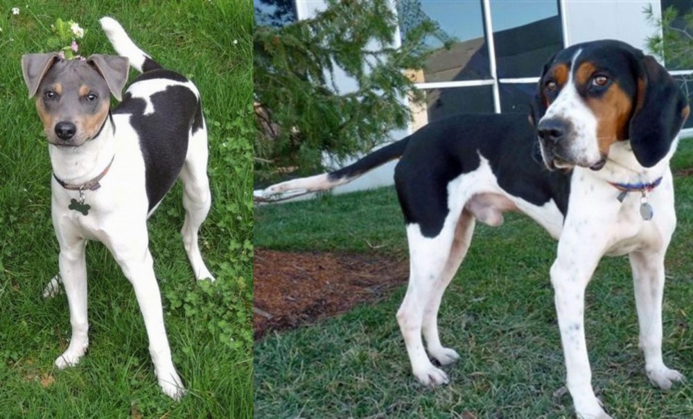 Treeing Walker Coonhound vs Brazilian Terrier - Breed Comparison