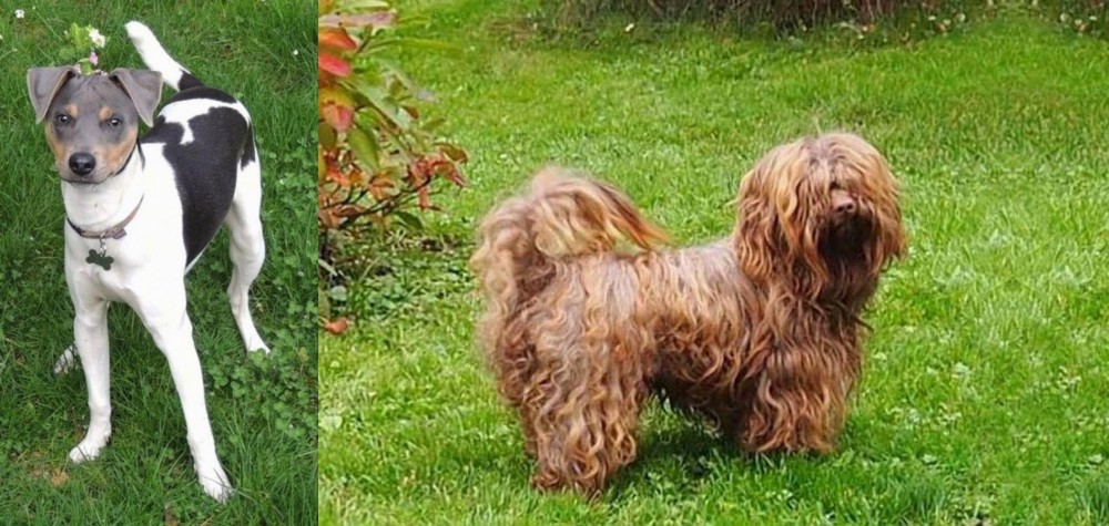 Tsvetnaya Bolonka vs Brazilian Terrier - Breed Comparison