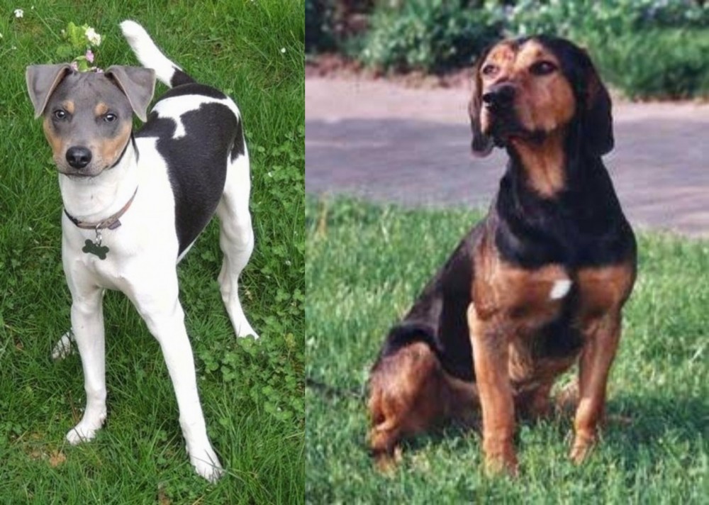 Tyrolean Hound vs Brazilian Terrier - Breed Comparison