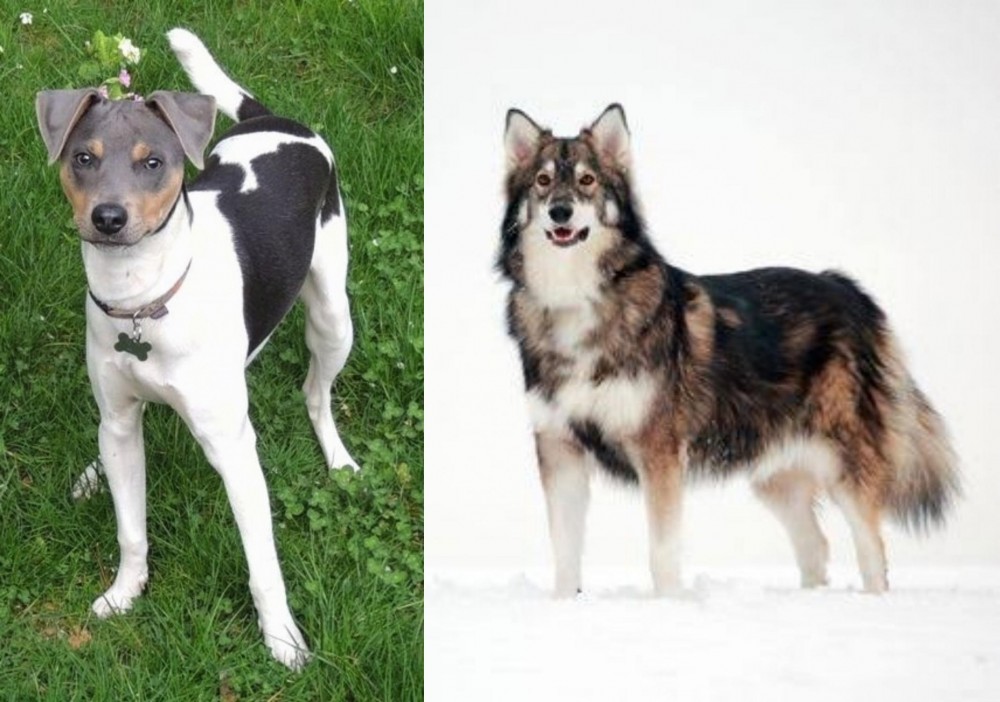 Utonagan vs Brazilian Terrier - Breed Comparison