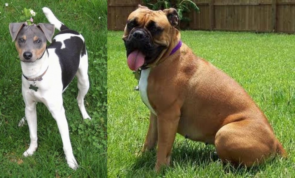 Valley Bulldog vs Brazilian Terrier - Breed Comparison