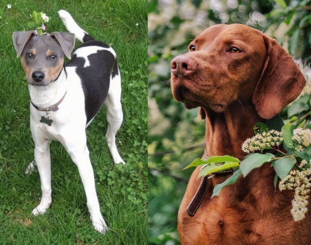 Vizsla vs Brazilian Terrier - Breed Comparison