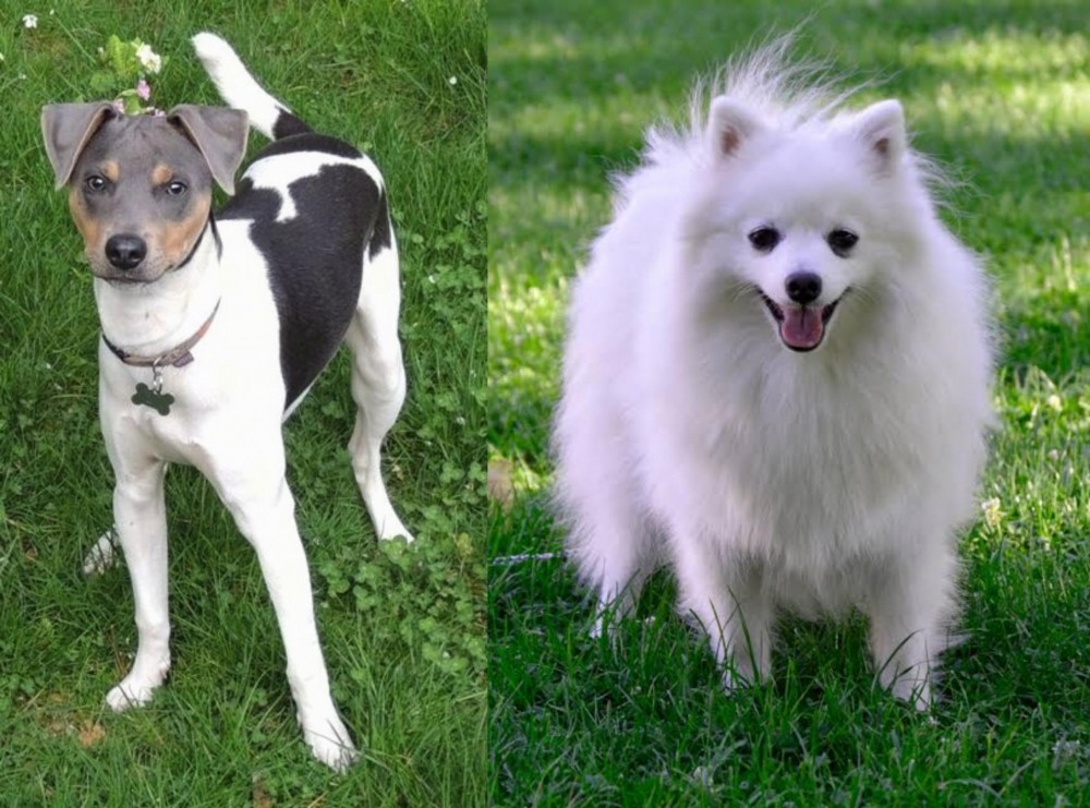 Volpino Italiano vs Brazilian Terrier - Breed Comparison